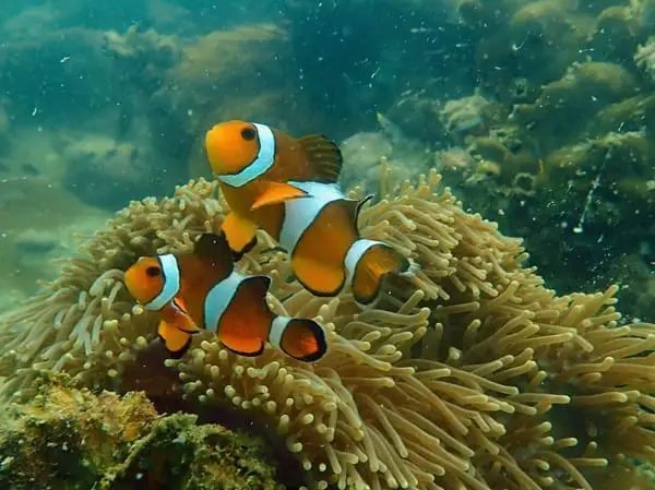 A Pair Of Clownfish Seen On A Scuba Diving Excursion In Langkawi