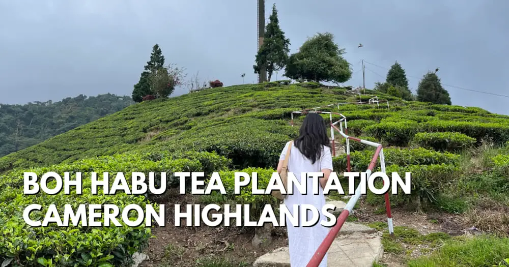 BOH Habu Tea Plantation, Cameron Highlands - Travelswithsun