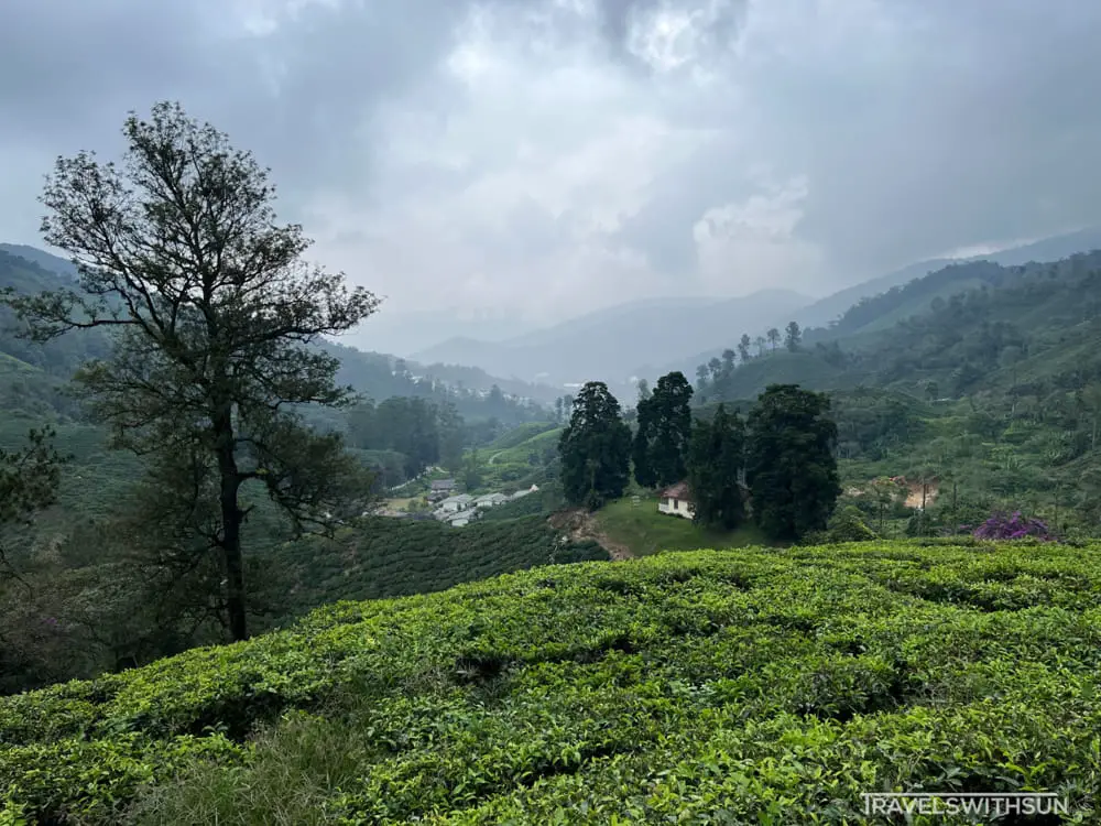 BOH Habu Tea Plantation
