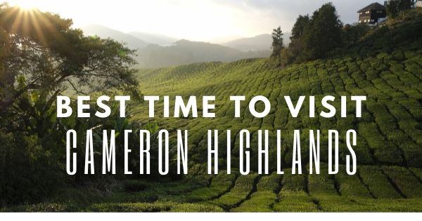 Best Time To Visit Cameron Highlands