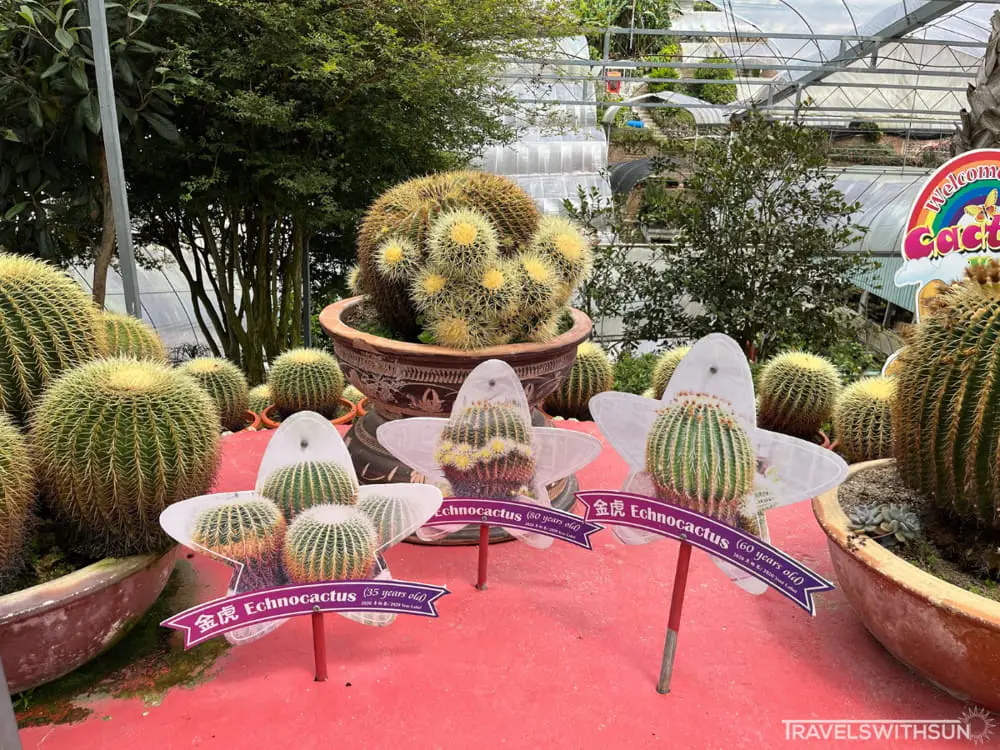 Cacti Labelled According To Their Age At Cactus Valley