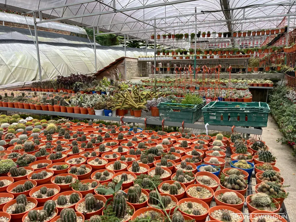 Cactus Nursery Section Inside Cactus Valley