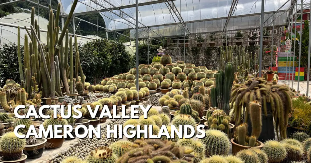 Cactus Valley, Cameron Highlands - Travelswithsun