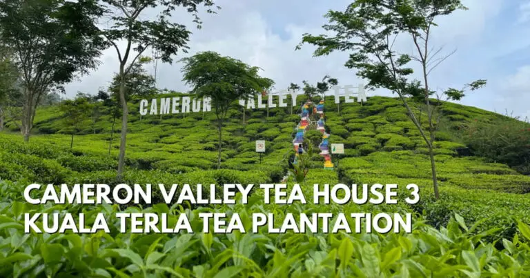Cameron Valley Tea House 3 – Small But Surprising Tea Plantation