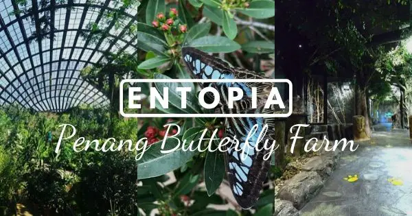 Entopia By Penang Butterfly Farm – Walk Among Hundreds Of Live Butterflies!
