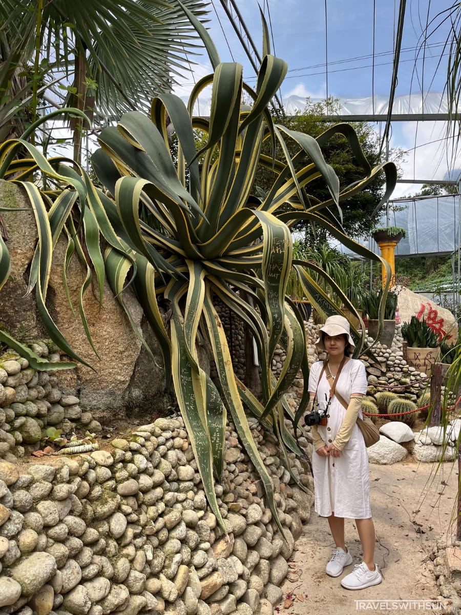 Giant Snake Plant Like Specimen At Cactus Valley