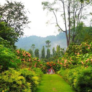 Penang Botanical Gardens - Visit The Green Lungs Of Penang! (2022)