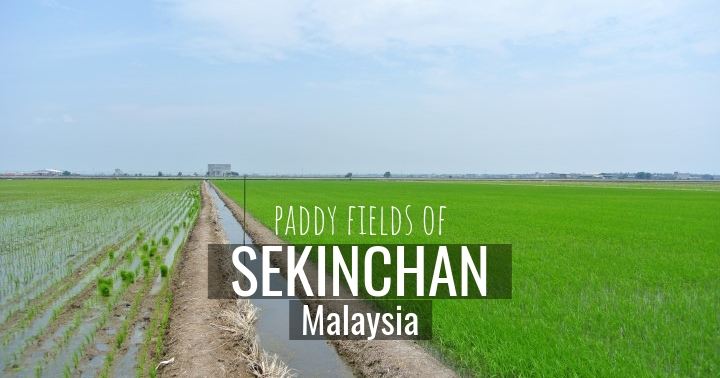 Sekinchan Paddy Fields of Malaysia - more on www.travelswithsun.com