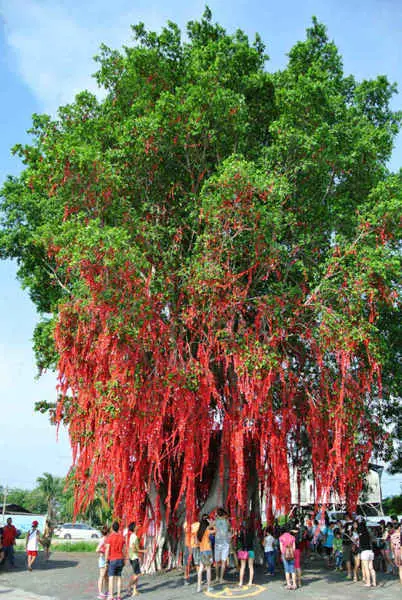 The famous wishing tree at Sekinchan